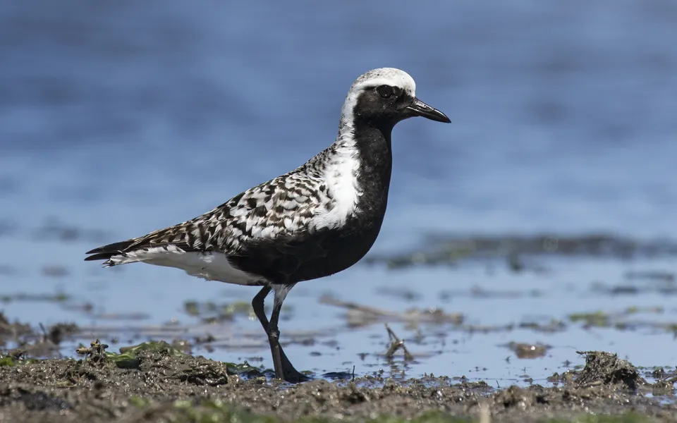 Black-bellied Plover (Pluvialis squatarola) — photo 2 of 5