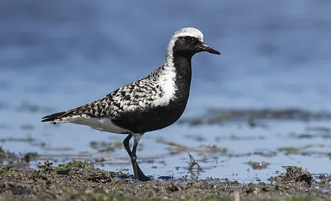 Black-bellied Plover (Pluvialis squatarola) — photo 2 of 5