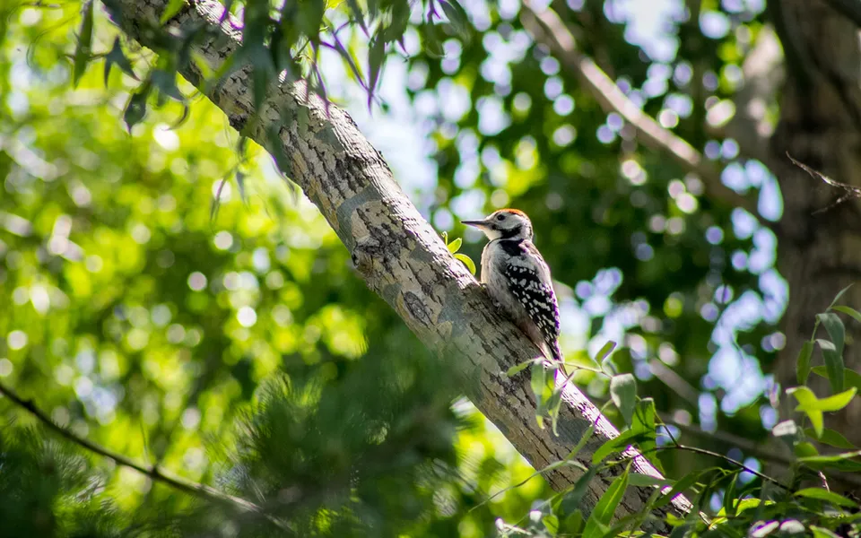 White-backed Woodpecker (Dendrocopos leucotos) — photo 4 of 6