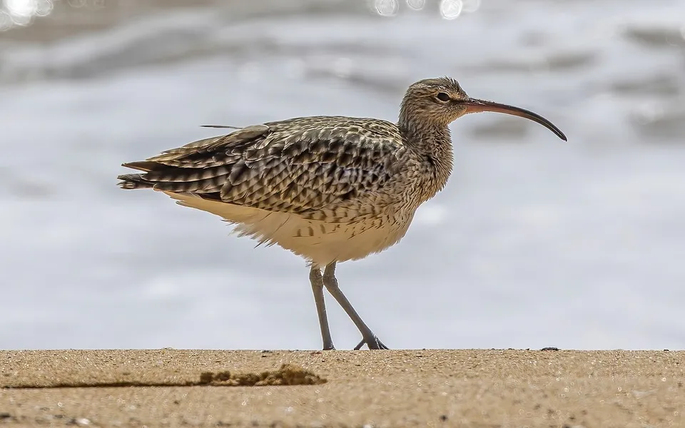 Eurasian Whimbrel (Numenius phaeopus) — photo 2 of 4