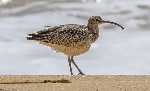 Eurasian Whimbrel (Numenius phaeopus) — photo 2 of 4