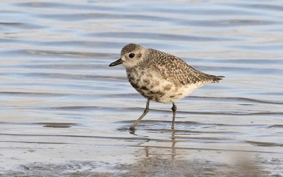 Black-bellied Plover (Pluvialis squatarola) — photo 3 of 5