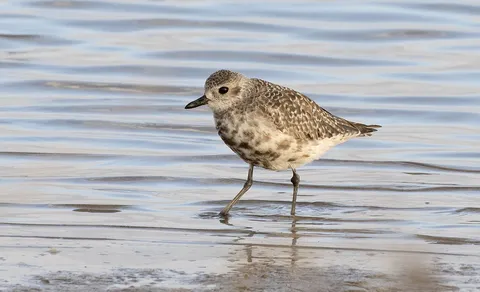 Black-bellied Plover (Pluvialis squatarola) — photo 3 of 5