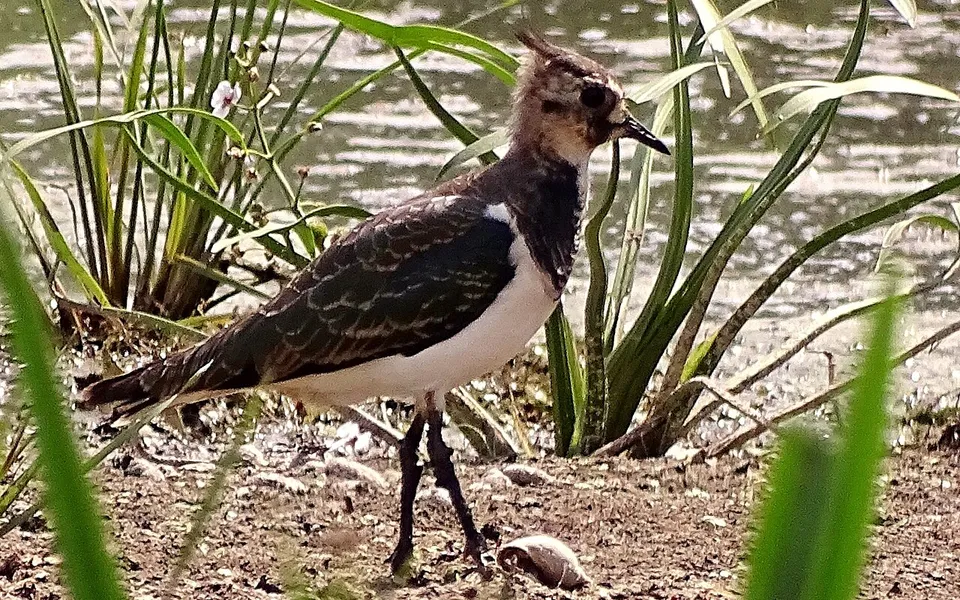 Northern Lapwing (Vanellus vanellus) — photo 5 of 5
