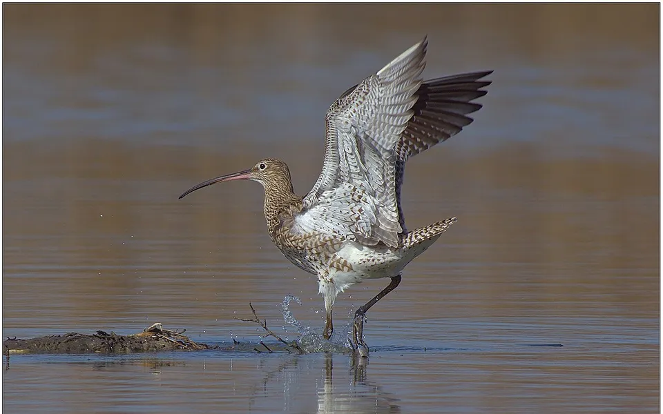 Eurasian Curlew (Numenius arquata) — photo 4 of 6