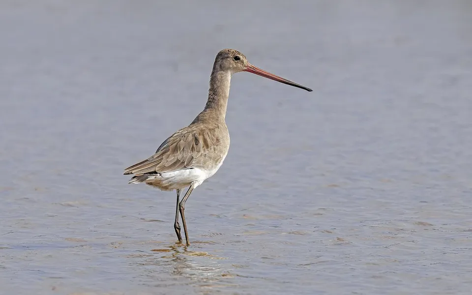 Black-tailed Godwit (Limosa limosa) — photo 2 of 6