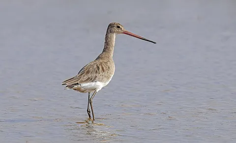 Black-tailed Godwit (Limosa limosa) — photo 2 of 6