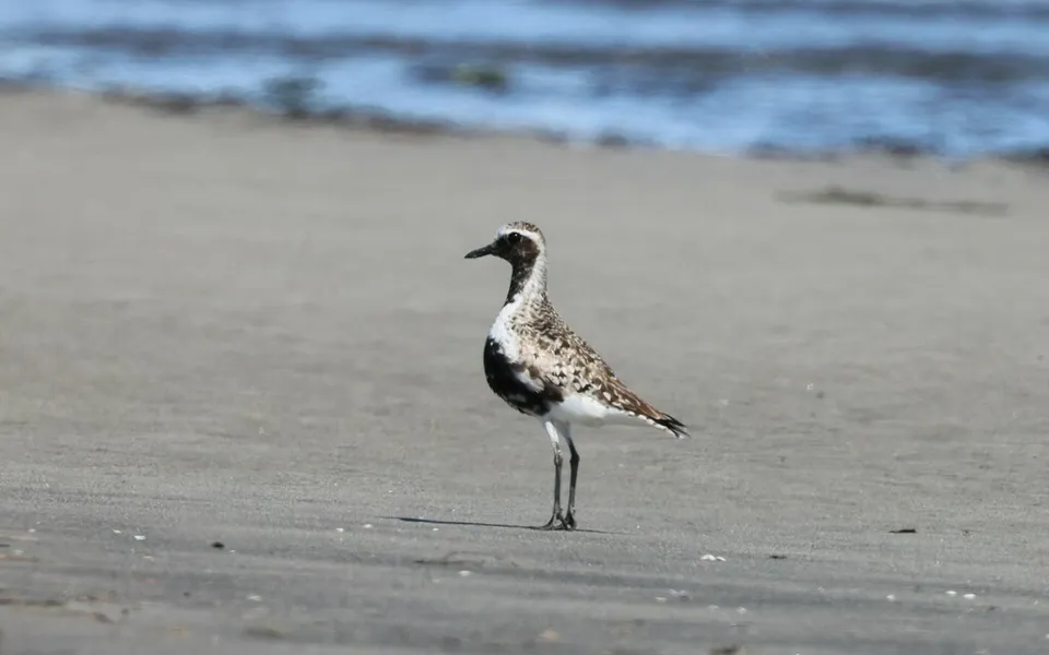Black-bellied Plover (Pluvialis squatarola) — photo 4 of 5