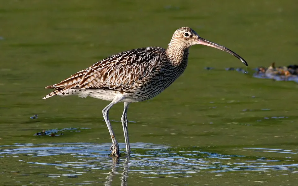 Eurasian Curlew (Numenius arquata) — photo 5 of 6