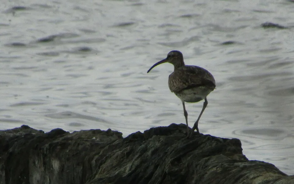 Eurasian Whimbrel (Numenius phaeopus) — photo 3 of 4