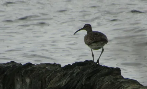 Eurasian Whimbrel (Numenius phaeopus) — photo 3 of 4