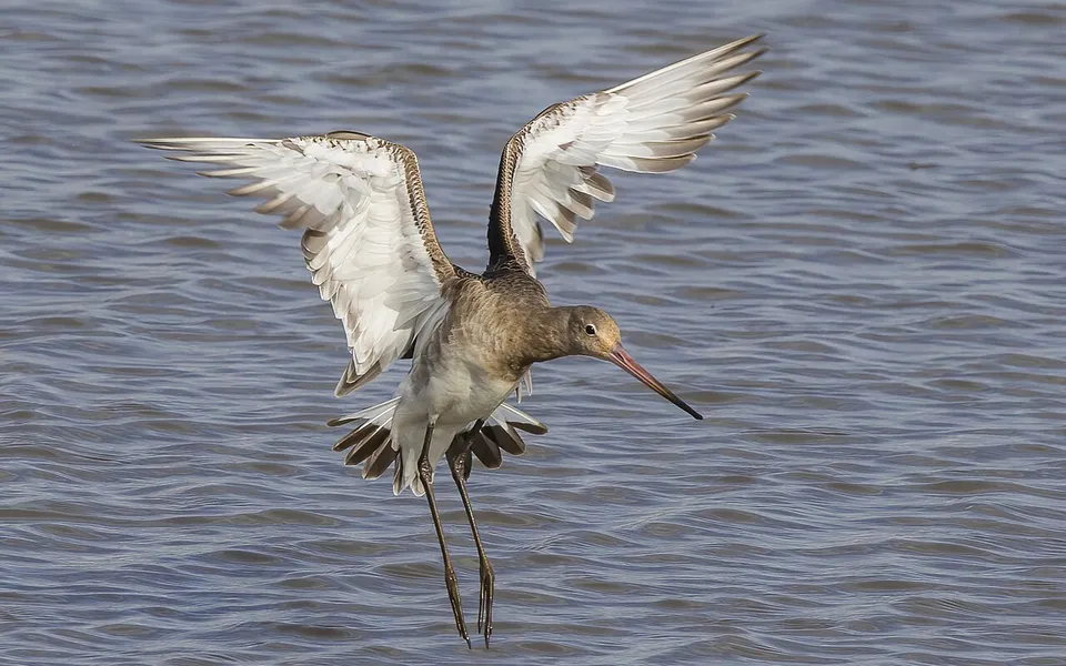 Black-tailed Godwit (Limosa limosa) — photo 5 of 6