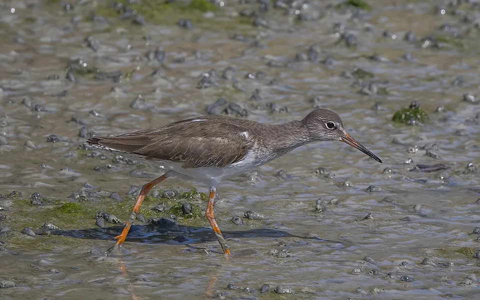 Common Redshank (Tringa totanus) — photo 2 of 3