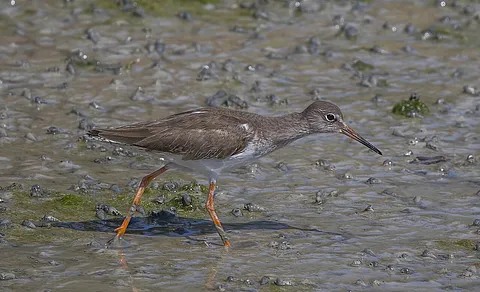 Common Redshank (Tringa totanus) — photo 2 of 3