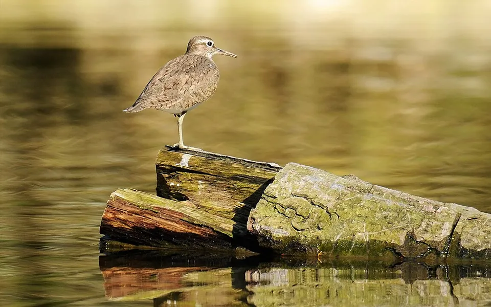 Common Sandpiper (Actitis hypoleucos) — photo 2 of 5
