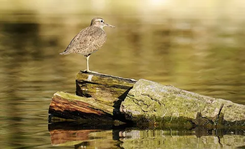 Common Sandpiper (Actitis hypoleucos) — photo 2 of 5