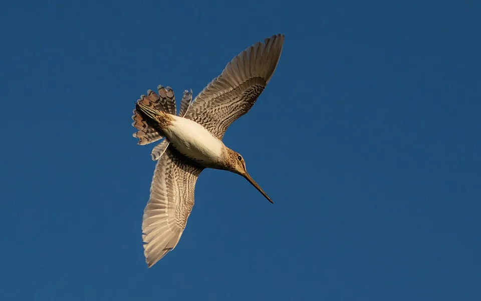 Common Snipe (Gallinago gallinago) — photo 2 of 5