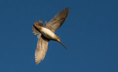 Common Snipe (Gallinago gallinago) — photo 2 of 5