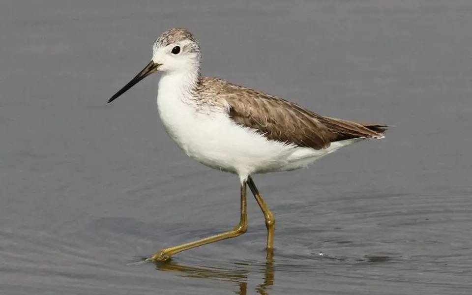 Marsh Sandpiper (Tringa stagnatilis) — photo 2 of 4