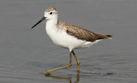 Marsh Sandpiper