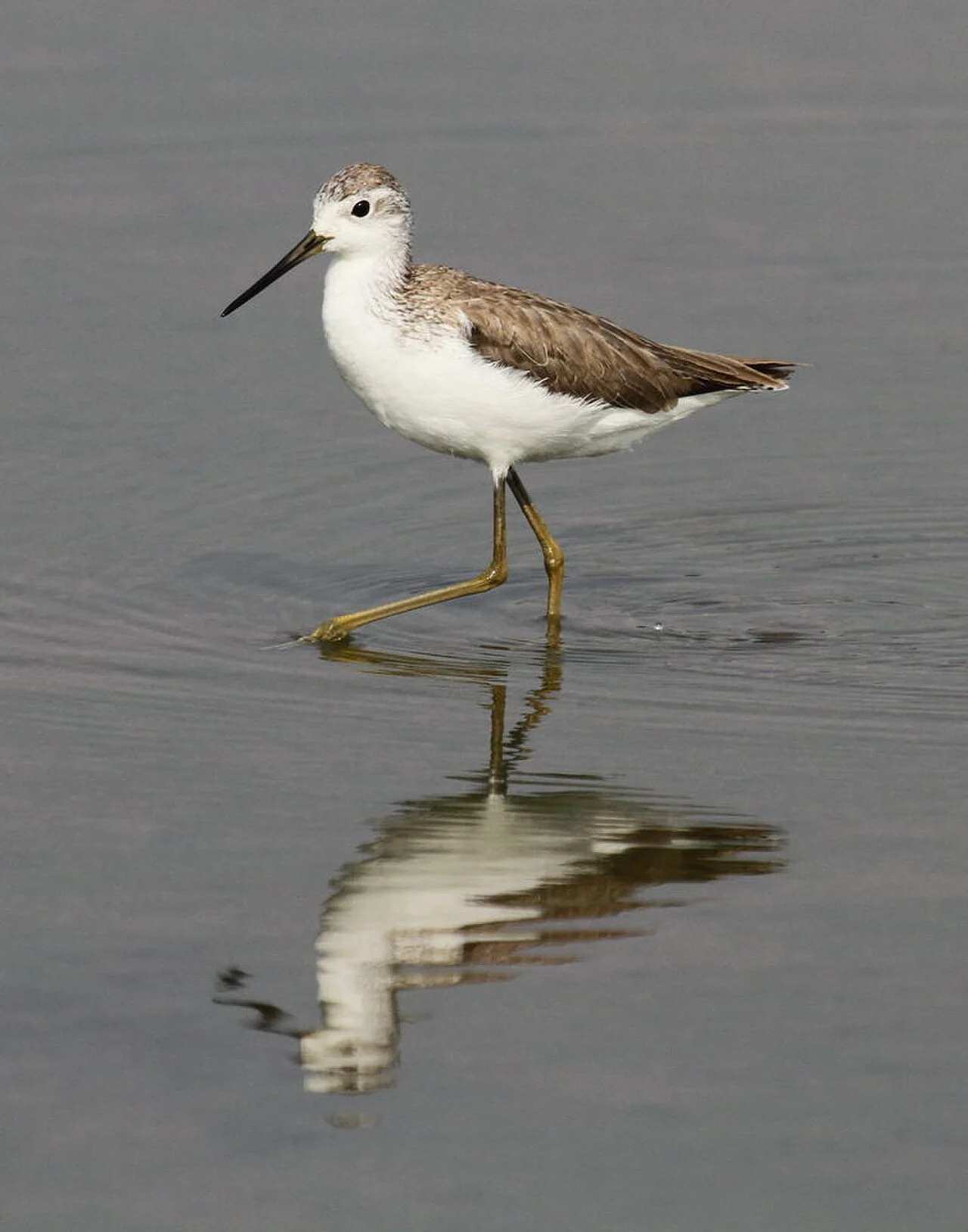 Marsh Sandpiper