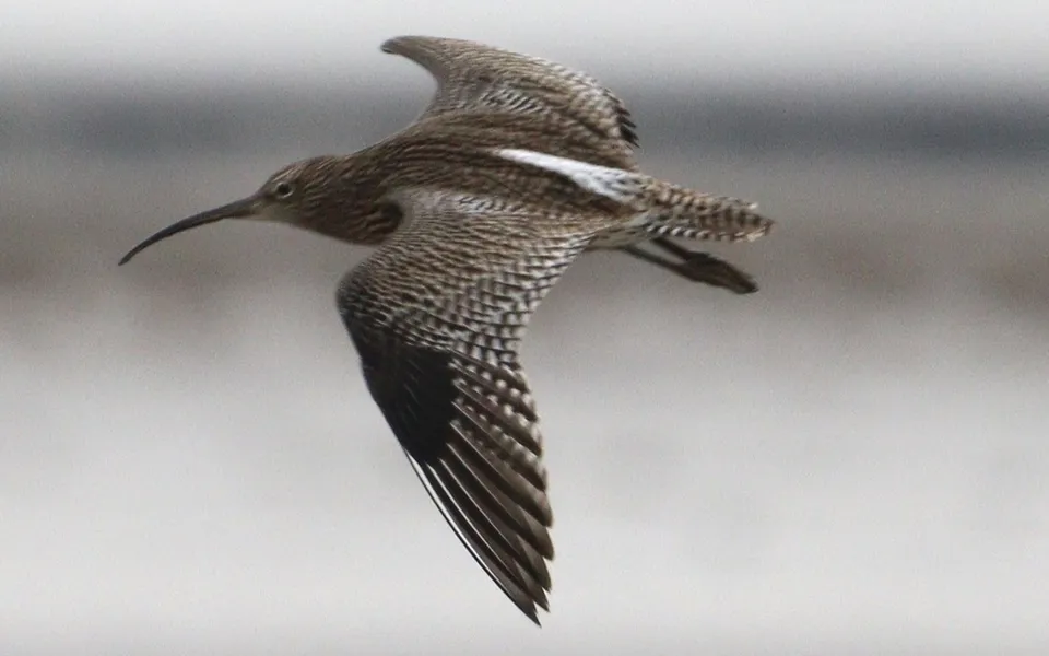 Eurasian Curlew (Numenius arquata) — photo 6 of 6