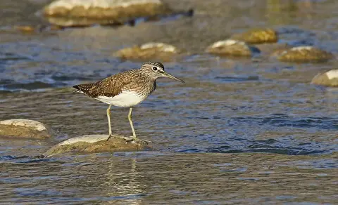 Green Sandpiper (Tringa ochropus) — photo 3 of 6