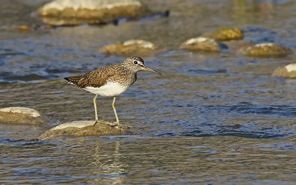 Green Sandpiper (Tringa ochropus) — photo 3 of 6