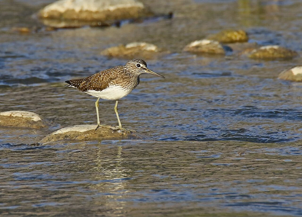 Green Sandpiper