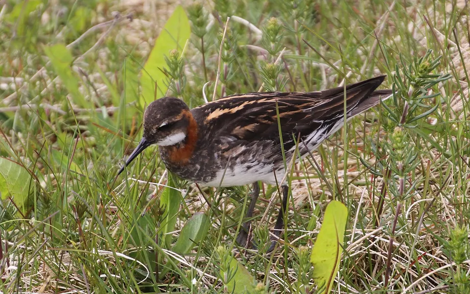 Red-necked Phalarope (Phalaropus lobatus) — photo 2 of 4