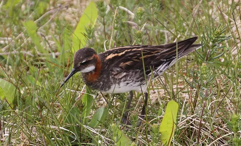 Red-necked Phalarope (Phalaropus lobatus) — photo 2 of 4