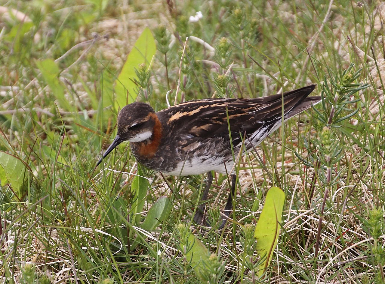 Red-necked Phalarope (Phalaropus lobatus) — photo 2 of 4