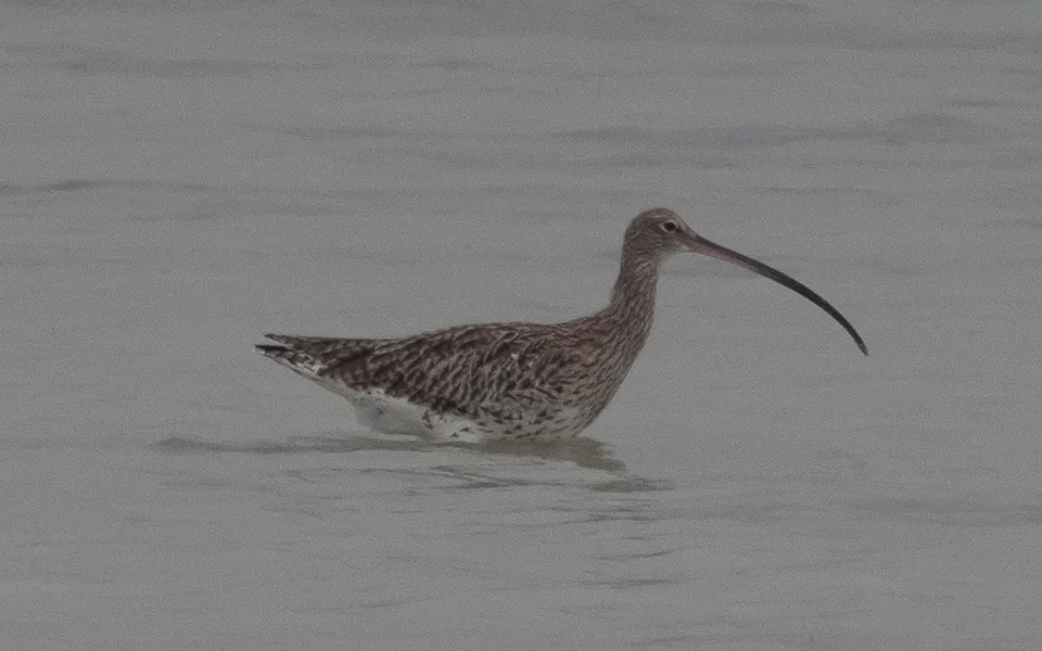 Eurasian Curlew (Numenius arquata) — photo 3 of 6
