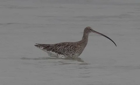 Eurasian Curlew (Numenius arquata) — photo 3 of 6