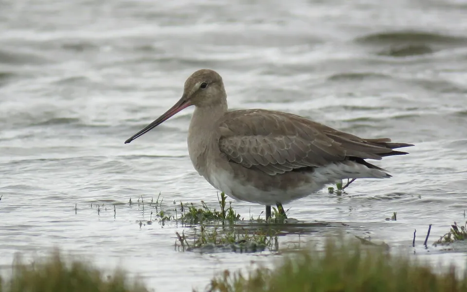 Black-tailed Godwit (Limosa limosa) — photo 6 of 6