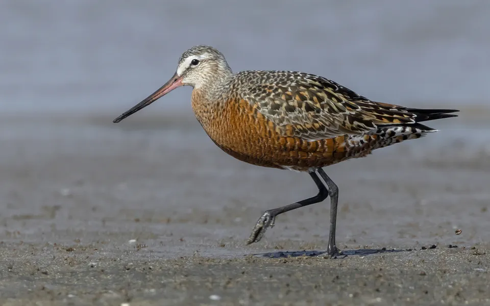 Black-tailed Godwit (Limosa limosa) — photo 3 of 6