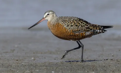 Black-tailed Godwit (Limosa limosa) — photo 3 of 6