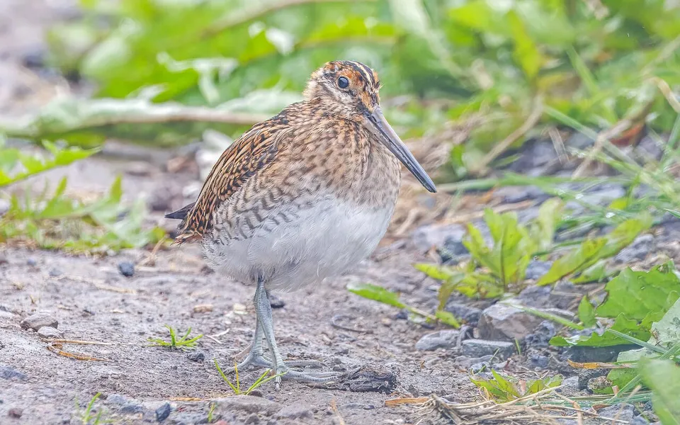 Common Snipe (Gallinago gallinago) — photo 4 of 5