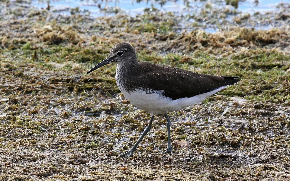 Green Sandpiper (Tringa ochropus) — photo 4 of 6