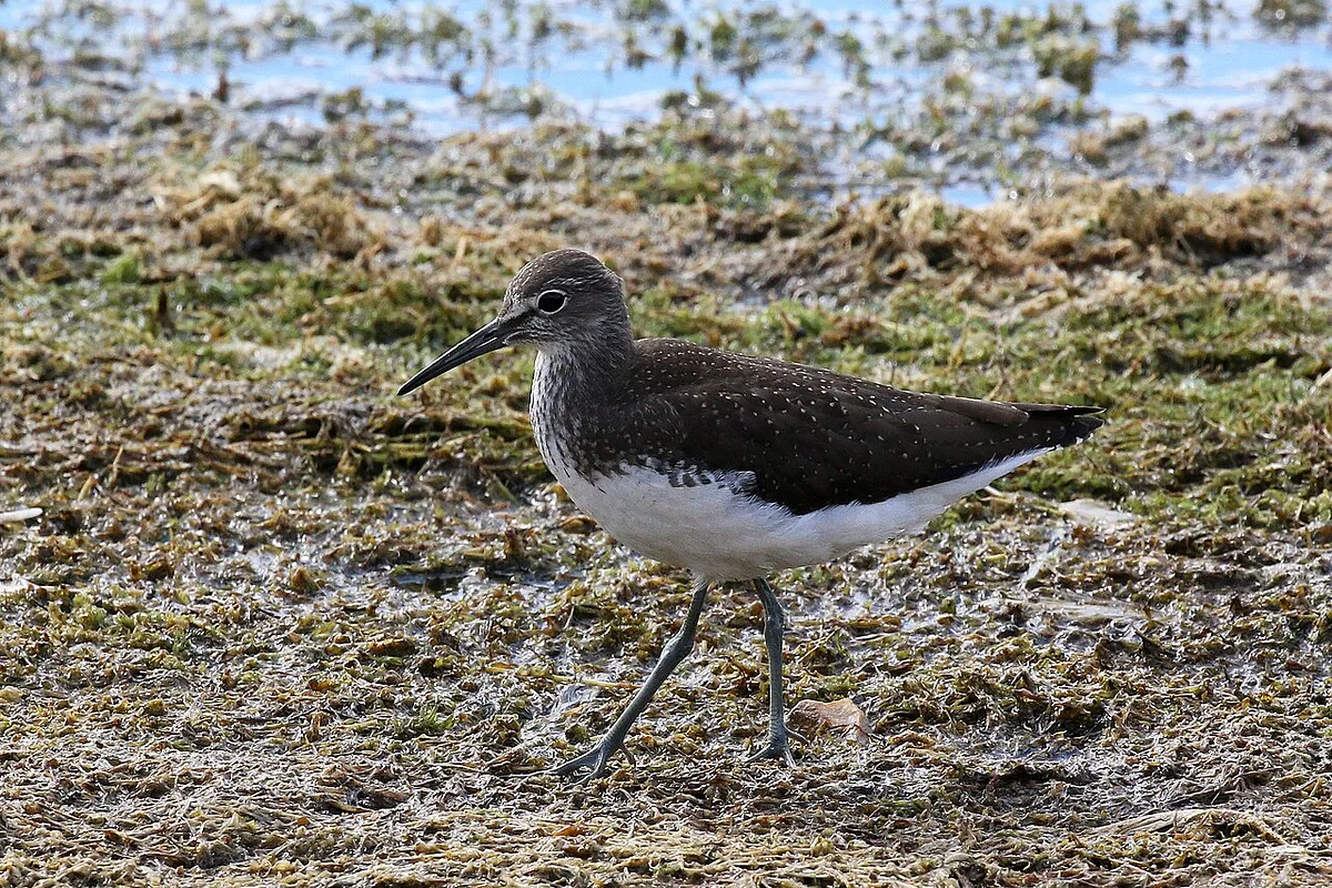 Green Sandpiper