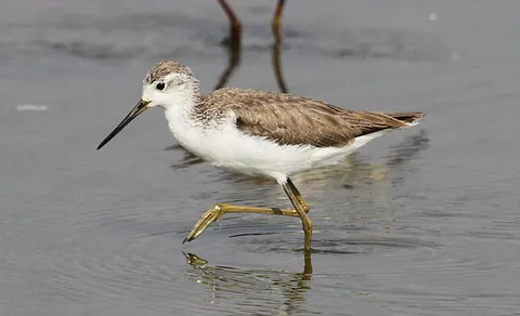 Marsh Sandpiper