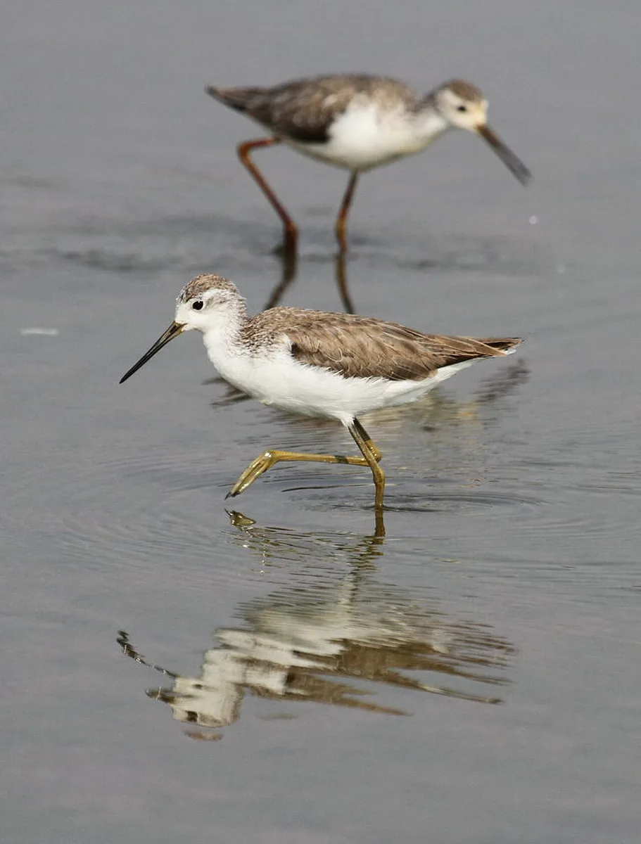 Marsh Sandpiper