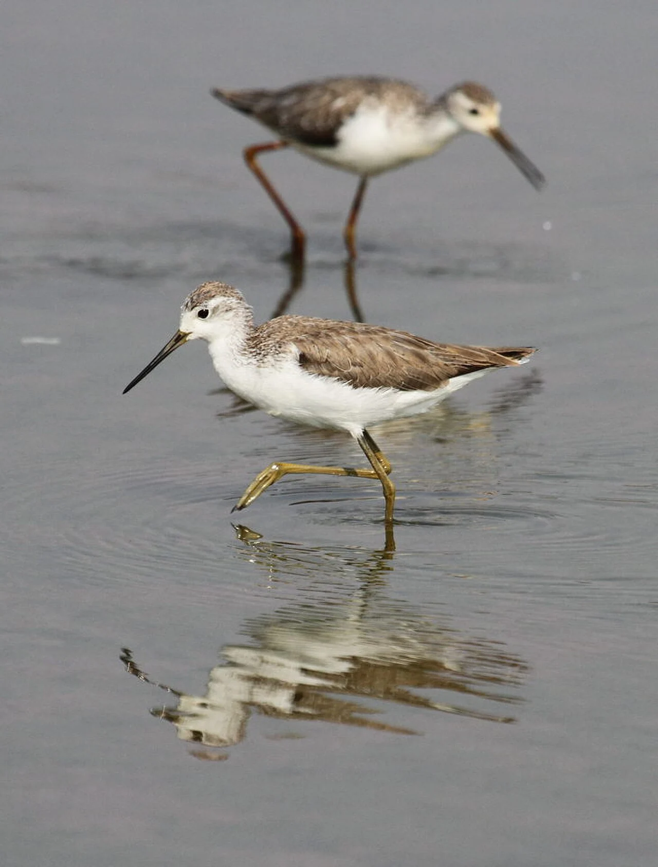 Marsh Sandpiper