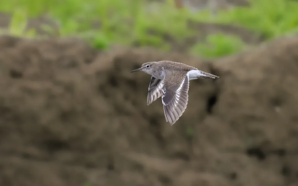 Common Sandpiper (Actitis hypoleucos) — photo 4 of 5