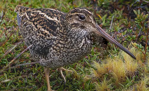Common Snipe (Gallinago gallinago) — photo 3 of 5