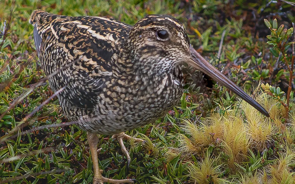 Common Snipe (Gallinago gallinago) — photo 3 of 5