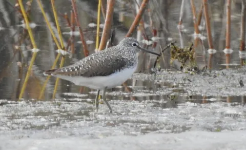 Green Sandpiper