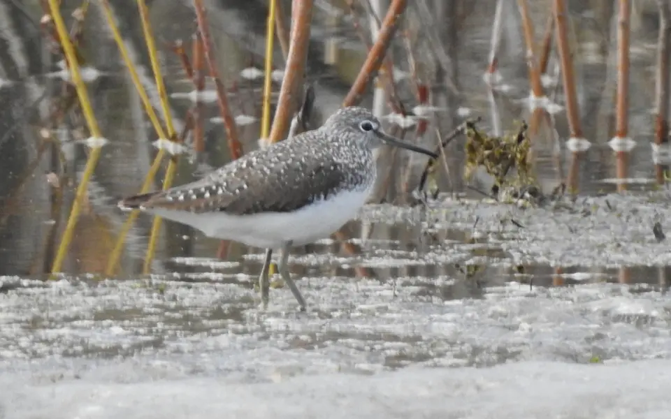 Green Sandpiper (Tringa ochropus) — photo 2 of 6