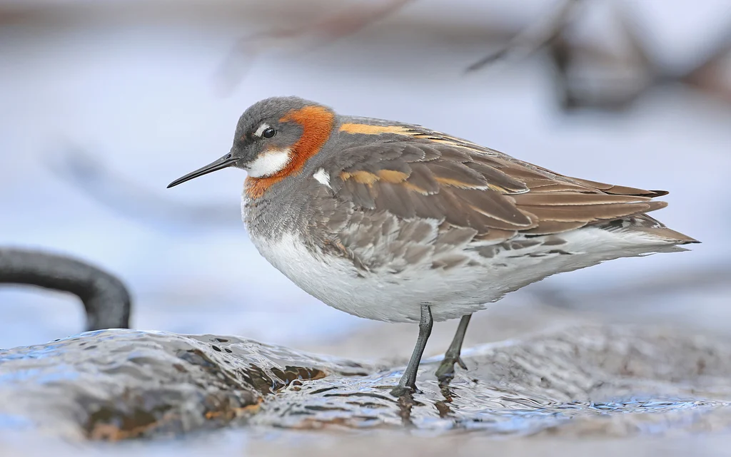 Red-necked Phalarope (Phalaropus lobatus) — photo 4 of 4
