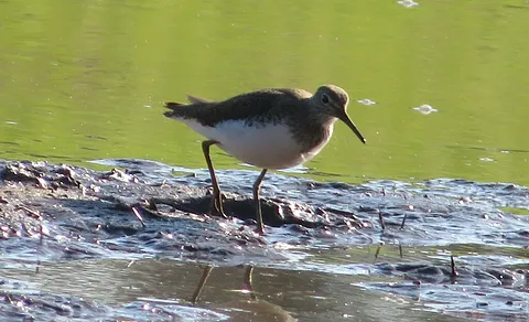 Green Sandpiper